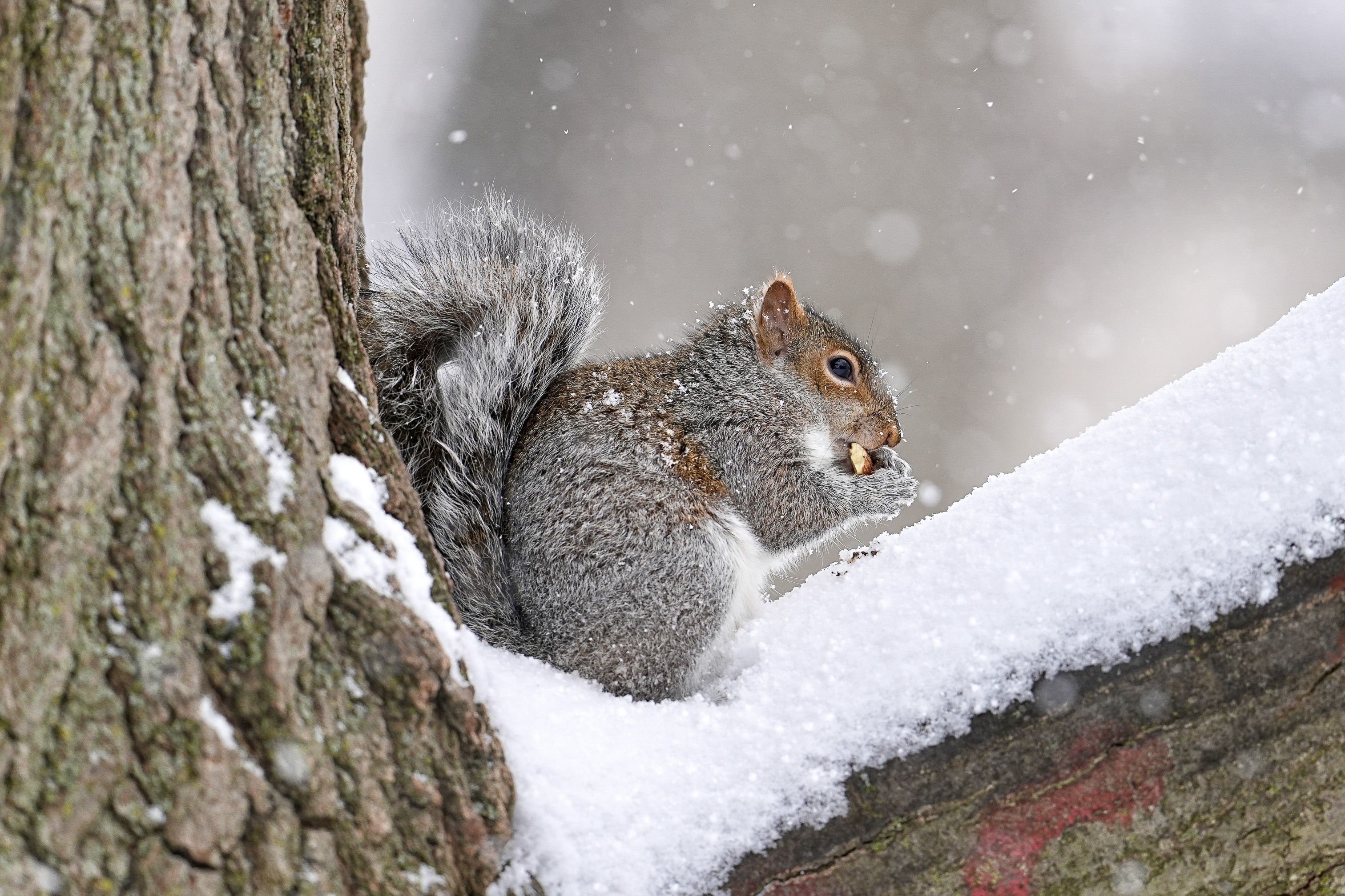 Cornell Campus Wildlife